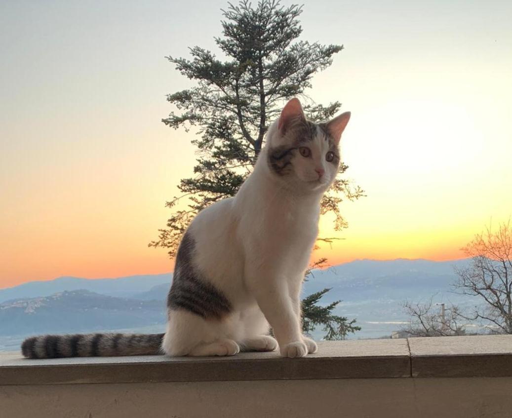 La Terrazzina Villa Santo Stefano di Magra Buitenkant foto